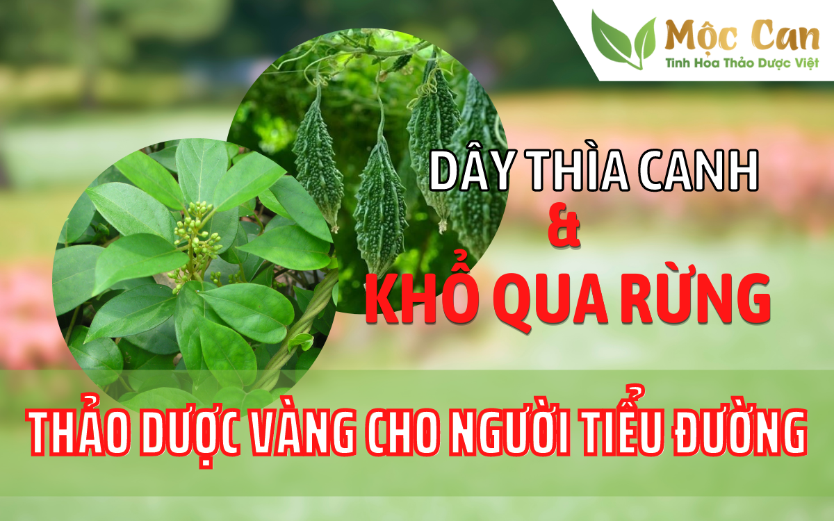 Dây thìa canh, khổ qua rừng: những dược liệu vàng cho người tiểu đường 1